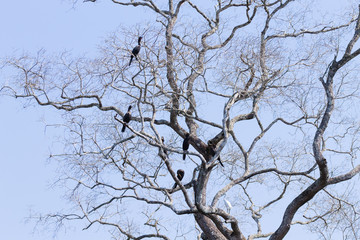 Neotropic cormorant on the nature in Pantanal, Brazil