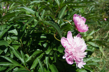 beautiful pink peonies