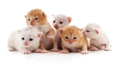 Fototapeta na wymiar Five small cats.