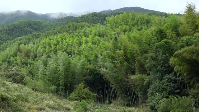Giant bamboo in the countryside with China mountains. Danxia region, China
