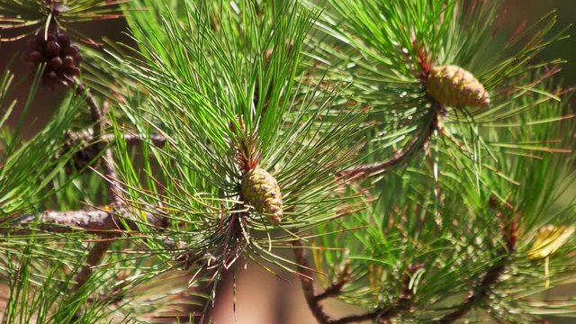 Green pine cones. CLose up, pine tree branch motion, macro filming.