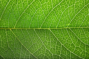 Beautiful fresh green leaf as background, closeup