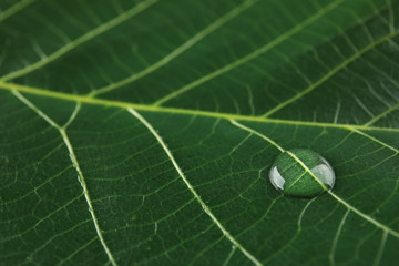 Beautiful green leaf with water drop, closeup