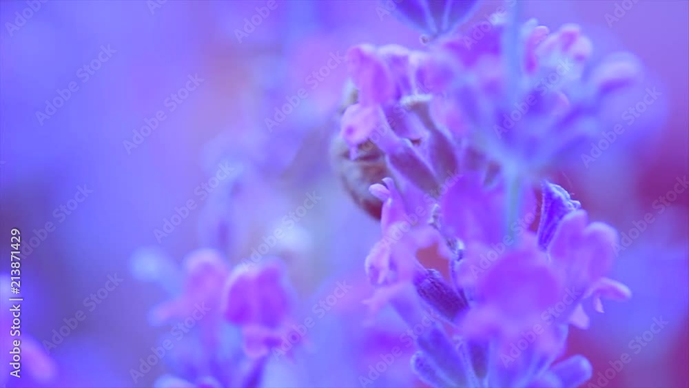 Wall mural Honey bee working on blooming lavender flowers closeup. Honeybee macro shot. Slow motion 240 fps. 3840X2160 4K UHD video footage