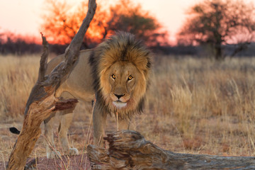 Large lion (Panthera leo) after eating at sunset, Namibia