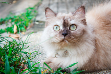Naklejka na ściany i meble Portrait of a cat outdoor in the garden.