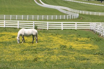 white fence, white horse © Sherry