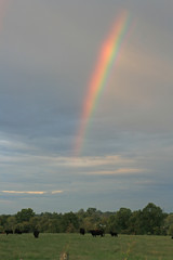 rainbow over cattle