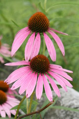 coneflowers