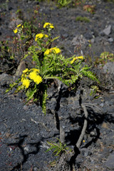 Gänsedistel (Sonchus spec.) Wanderung am Volcan San Antonio