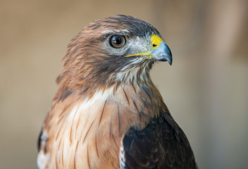 Red Tail Hawk