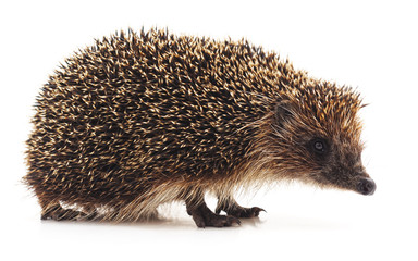 One little hedgehog.