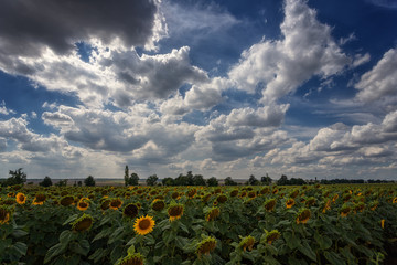 Fototapeta na wymiar Field of sunflowers, clouds
