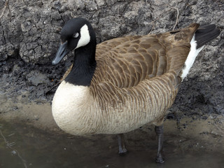 Canada Goose