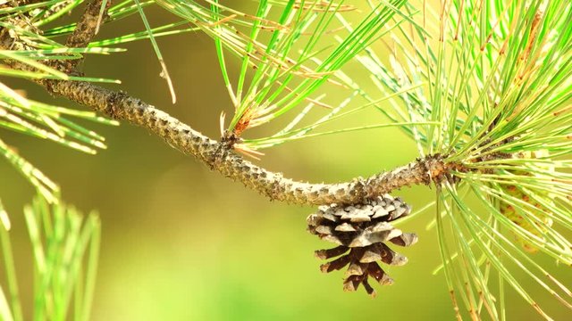 Pine tree cone on branch close up. Nature landscape background. Macro filming.