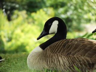Canada Goose