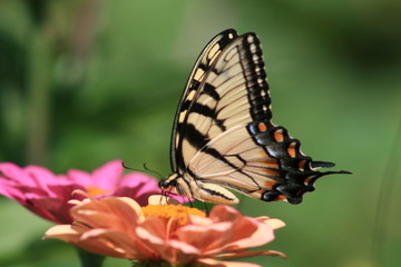Fototapeta na wymiar yellow butterfly6