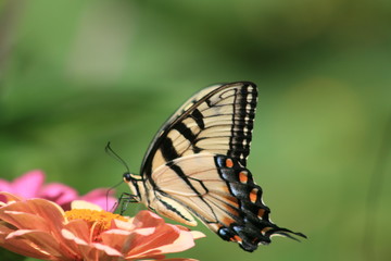 yellow butterfly 5