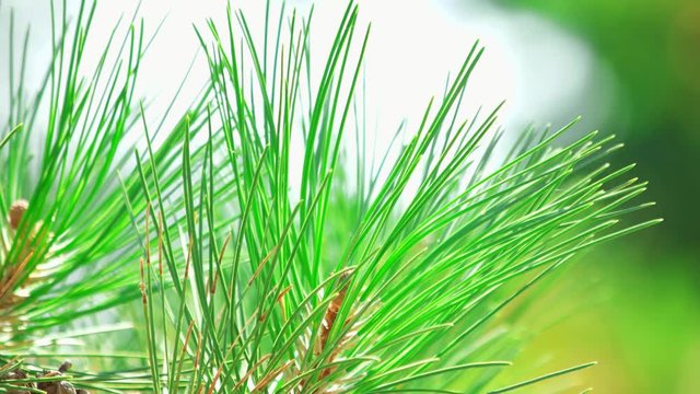Conifer pine tree close up. Macro filming of green needles.