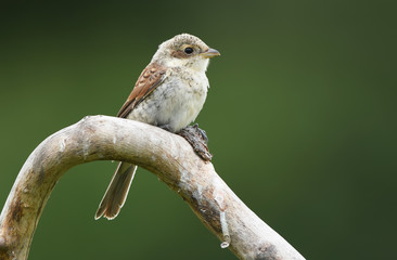 Red-backed Shrike (Lanius collurio)