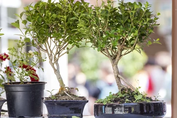 Crédence de cuisine en verre imprimé Bonsaï Couple of bonsai trees
