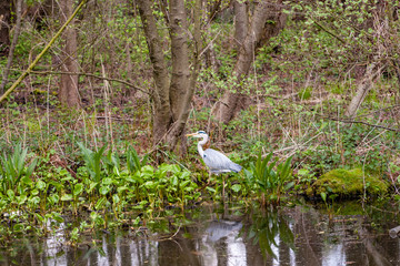 Graureiher im Flachwasser bei der Jagd im Naturschutzgebiet Boberger Niederungen in Hamburg, Deutschland.