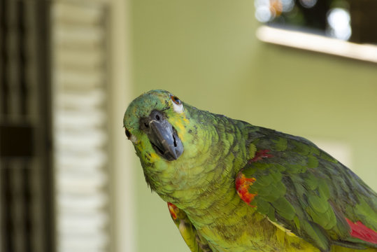A Parrot staring at you