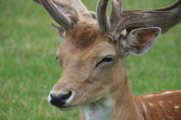 Fototapeta premium Reindeer