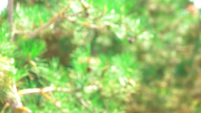 Blurred pine tree in forest. Green nature background.