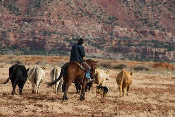 Cowboy and dog rounding up cattle, Southern Utah