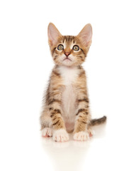 Kitten on a white background
