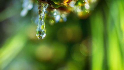 Drops of dew on the beautiful green grass, background close up