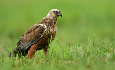 Marsh harrier (Circus aeruginosus) - male