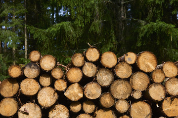  Natural wooden background - closeup of chopped firewood. Firewood stacked and prepared for winter. Pile of wood logs. Selective focus
