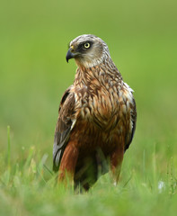 Marsh harrier (Circus aeruginosus) - male