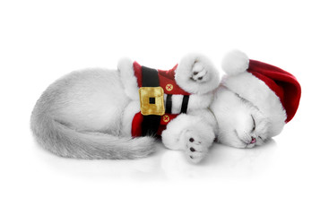 Kitten of the British breed. Rare coloring - a silvery chinchilla