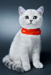 Kitten of the British breed. Rare coloring - a silvery chinchilla