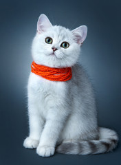 Kitten of the British breed. Rare coloring - a silvery chinchilla