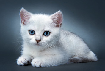 Fototapeta na wymiar Kitten of the British breed. Rare coloring - a silvery chinchilla