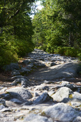 Naklejka na ściany i meble Path with stones between the bushes in the forest, close-up. Stony road in the wood among greenery. Piece of wild nature, scenic landscape. Nature background