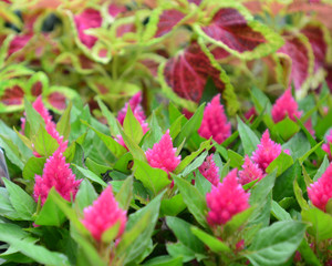 Pink Flowers and Leaves