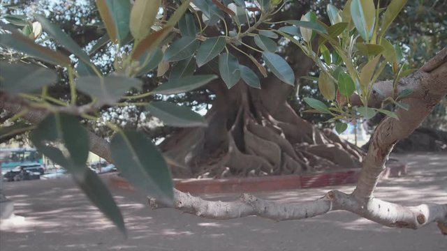 The bigest tree on buenos aires