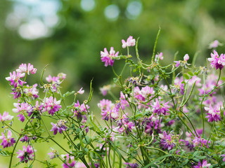 wild pink flowers on green fields