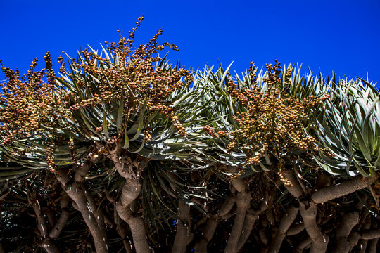 Huge Aloe Bainesii Tree in Bloom against a Deep Blue Sky in San Diego, California, USA