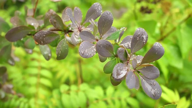 Bush of Berberis in the summer garden after the rain. Closeup, shallow DOF.