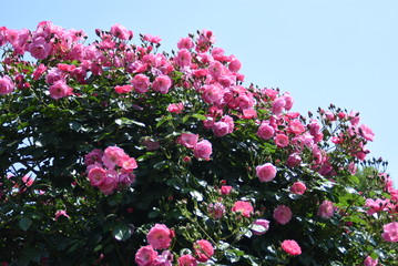 Obraz premium 薔薇