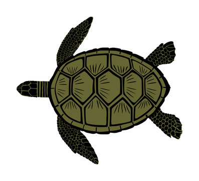 Green sea turtle vector illustration isolated on white background. 