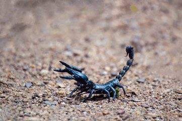  Extreme Macro close up the Giant Forest Scorpion (Heterometrus) with Black Background nature background