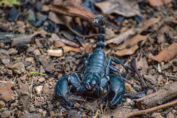  Extreme Macro close up the Giant Forest Scorpion (Heterometrus) with Black Background nature background