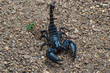  Extreme Macro close up the Giant Forest Scorpion (Heterometrus) with Black Background nature background